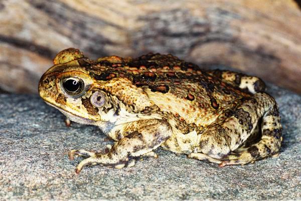 Adult female 5cm, photo by J Pumpars Adult female 5cm, photo by J Pumpars